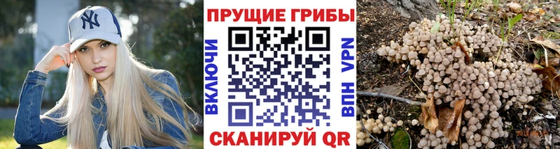 Псилоцибиновые грибы Psilocybe  mega ссылки  Ува 